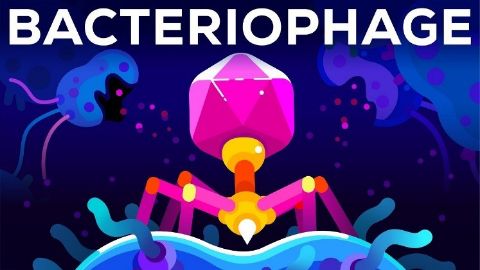 The Deadliest Being on Planet Earth – The Bacteriophage