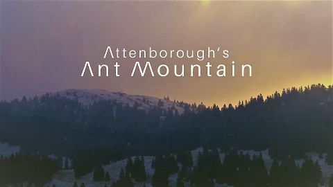 David Attenborough's Ant Mountain