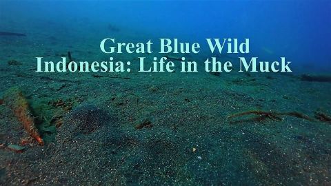 Indonesia: Life in the Muck