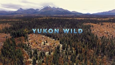 Yukon Wild
