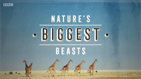 Nature's Biggest Beasts