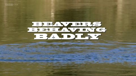 Beavers Behaving Badly