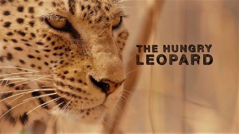 The Hungry Leopard