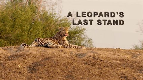 A Leopard's Last Stand