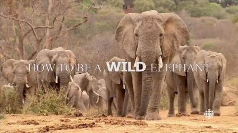 How to be a Wild Elephant
