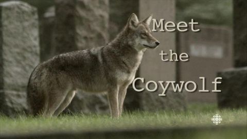Meet the Coywolf