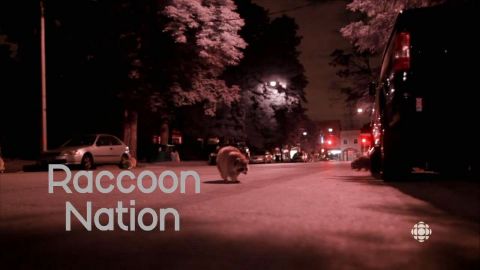Raccoon Nation