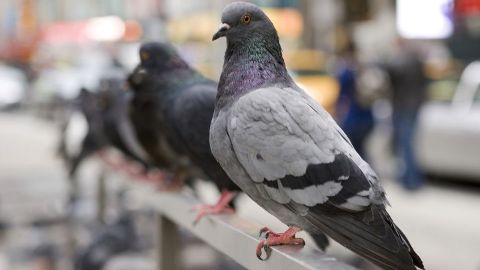 The Secret Life of Pigeons