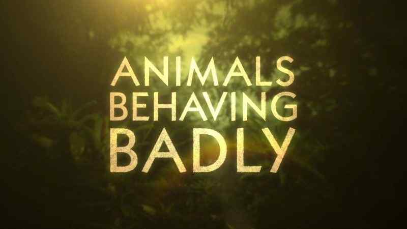 Animals Behaving Badly - watch free online documentaries 
